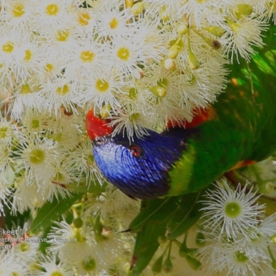 Trichoglossus moluccanus (Rainbow Lorikeet) at South Pacific Heathland Reserve - 14 Mar 2017 by Charles Dove