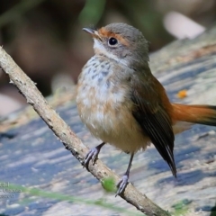 Rhipidura rufifrons (Rufous Fantail) at Ulladulla - Millards Creek - 8 Mar 2017 by Charles Dove