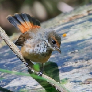 Rhipidura rufifrons at Ulladulla, NSW - 9 Mar 2017 12:00 AM
