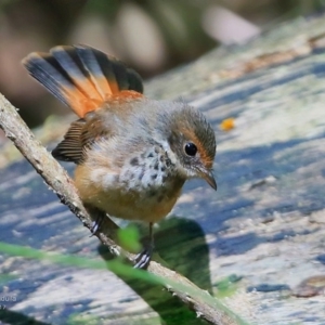 Rhipidura rufifrons at Ulladulla, NSW - 9 Mar 2017