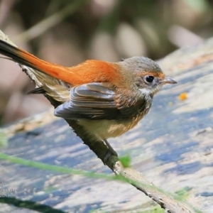 Rhipidura rufifrons at Ulladulla, NSW - 9 Mar 2017 12:00 AM