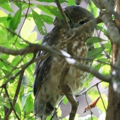 Ninox boobook (Southern Boobook) at Ulladulla - Millards Creek - 8 Mar 2017 by Charles Dove