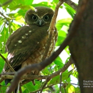 Ninox boobook at Ulladulla, NSW - 9 Mar 2017