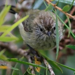 Acanthiza lineata (Striated Thornbill) at Undefined - 6 Mar 2017 by Charles Dove