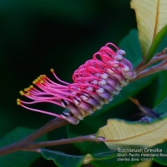 Grevillea macleayana (Jervis Bay Grevillea) at South Pacific Heathland Reserve - 6 Mar 2017 by Charles Dove