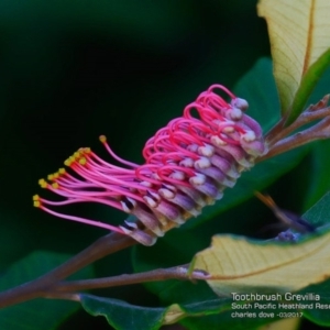 Grevillea macleayana at South Pacific Heathland Reserve - 7 Mar 2017 12:00 AM