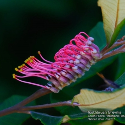 Grevillea macleayana (Jervis Bay Grevillea) at South Pacific Heathland Reserve - 7 Mar 2017 by CharlesDove