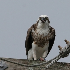 Pandion haliaetus (Osprey) at Undefined - 3 Mar 2017 by CharlesDove