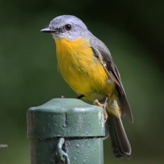 Eopsaltria australis (Eastern Yellow Robin) at Undefined - 28 Feb 2017 by Charles Dove