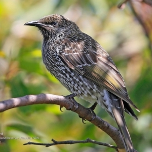 Anthochaera chrysoptera at South Pacific Heathland Reserve - 4 Mar 2017 12:00 AM