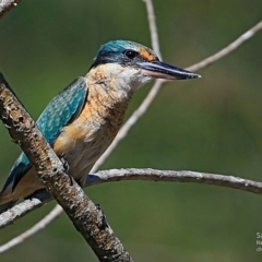 Todiramphus sanctus (Sacred Kingfisher) at Garrad Reserve Walking Track - 4 Mar 2017 by CharlesDove