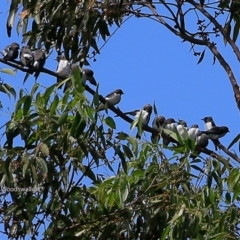 Artamus leucorynchus (White-breasted Woodswallow) at Narrawallee Foreshore and Reserves Bushcare Group - 3 Mar 2017 by Charles Dove