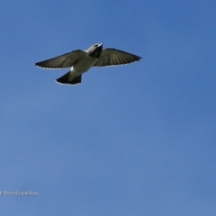 Artamus leucorynchus at Garrads Reserve Narrawallee - 4 Mar 2017