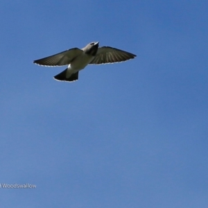 Artamus leucorynchus at Garrads Reserve Narrawallee - 4 Mar 2017