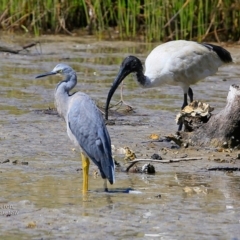 Egretta novaehollandiae (White-faced Heron) at Burrill Lake, NSW - 28 Feb 2017 by Charles Dove