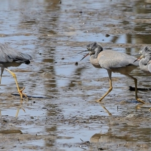 Egretta novaehollandiae at Burrill Lake, NSW - 1 Mar 2017 12:00 AM