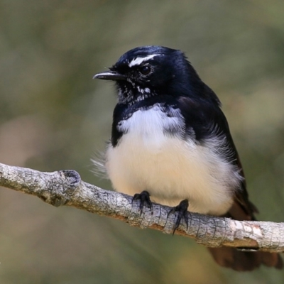 Rhipidura leucophrys (Willie Wagtail) at Undefined - 1 Mar 2017 by CharlesDove