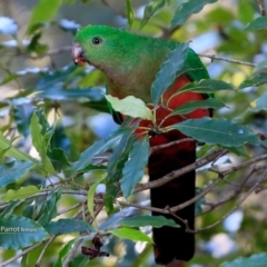 Alisterus scapularis (Australian King-Parrot) at Lake Tabourie Bushcare - 29 Jun 2017 by CharlesDove