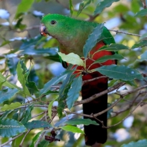 Alisterus scapularis at Tabourie Lake Walking Track - 29 Jun 2017