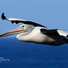 Pelecanus conspicillatus (Australian Pelican) at Undefined - 31 May 2017 by Charles Dove