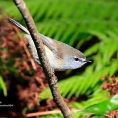 Gerygone mouki (Brown Gerygone) at Garrads Reserve Narrawallee - 27 Jun 2017 by Charles Dove