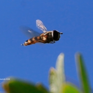 Simosyrphus grandicornis at Ulladulla, NSW - 26 Jun 2017