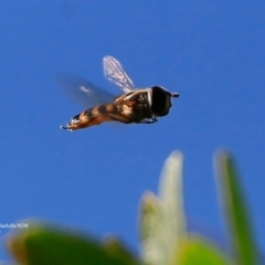 Simosyrphus grandicornis (Common hover fly) at Ulladulla Reserves Bushcare - 25 Jun 2017 by Charles Dove