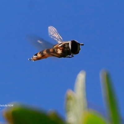 Simosyrphus grandicornis (Common hover fly) at Ulladulla Reserves Bushcare - 25 Jun 2017 by Charles Dove