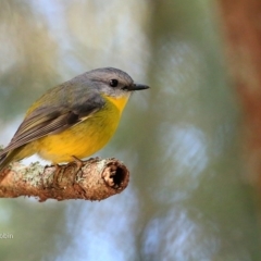Eopsaltria australis (Eastern Yellow Robin) at Undefined - 29 Jun 2017 by Charles Dove