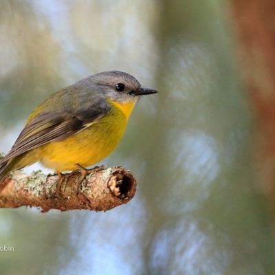 Eopsaltria australis (Eastern Yellow Robin) at Undefined - 30 Jun 2017 by CharlesDove