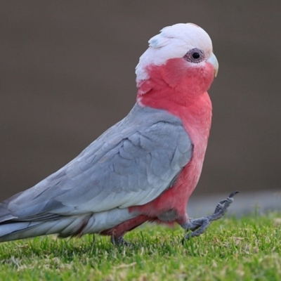 Eolophus roseicapilla (Galah) at Undefined - 29 Jun 2017 by Charles Dove