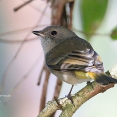 Pachycephala pectoralis (Golden Whistler) at Undefined - 30 Jun 2017 by CharlesDove