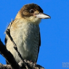 Cracticus torquatus (Grey Butcherbird) at Ulladulla, NSW - 26 Jun 2017 by Charles Dove