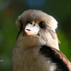 Dacelo novaeguineae (Laughing Kookaburra) at Undefined - 24 Jun 2017 by Charles Dove