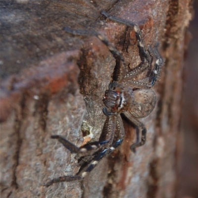 Neosparassus calligaster (Beautiful Badge Huntsman) at Aranda, ACT - 30 May 2018 by KMcCue