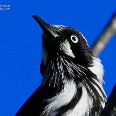 Phylidonyris novaehollandiae (New Holland Honeyeater) at Ulladulla - Warden Head Bushcare - 27 Jun 2017 by CharlesDove