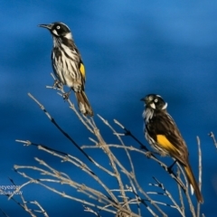 Phylidonyris novaehollandiae at Ulladulla - Warden Head Bushcare - 27 Jun 2017