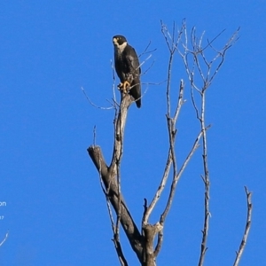 Falco peregrinus at Meroo National Park - 23 Jun 2017
