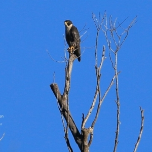 Falco peregrinus at Meroo National Park - 23 Jun 2017 12:00 AM