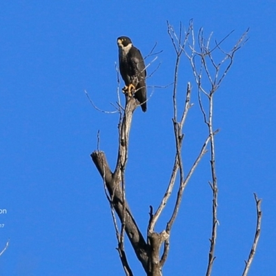 Falco peregrinus (Peregrine Falcon) at Meroo National Park - 22 Jun 2017 by Charles Dove