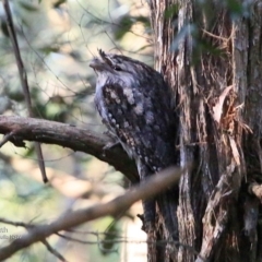 Podargus strigoides (Tawny Frogmouth) at Ulladulla - Millards Creek - 25 Jun 2017 by Charles Dove