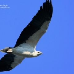 Haliaeetus leucogaster (White-bellied Sea-Eagle) at Coomee Nulunga Cultural Walking Track - 29 Jun 1917 by Charles Dove