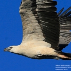 Haliaeetus leucogaster at Ulladulla - Warden Head Bushcare - 30 Jun 1917 12:00 AM