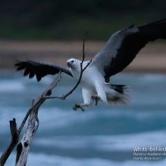 Haliaeetus leucogaster at Ulladulla - Warden Head Bushcare - 30 Jun 1917 12:00 AM