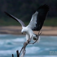 Haliaeetus leucogaster at Ulladulla - Warden Head Bushcare - 30 Jun 1917 12:00 AM