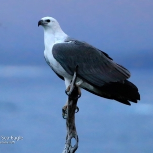 Haliaeetus leucogaster at Ulladulla - Warden Head Bushcare - 30 Jun 1917 12:00 AM