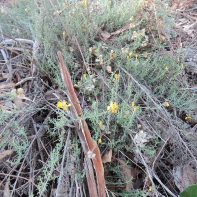 Chrysocephalum semipapposum (Clustered Everlasting) at Red Hill to Yarralumla Creek - 30 May 2018 by JackyF