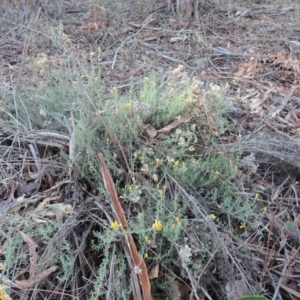 Chrysocephalum semipapposum at Hughes, ACT - 30 May 2018 03:59 PM