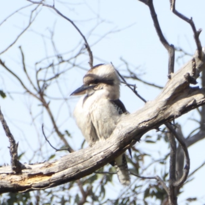 Dacelo novaeguineae (Laughing Kookaburra) at Deakin, ACT - 28 May 2018 by JackyF