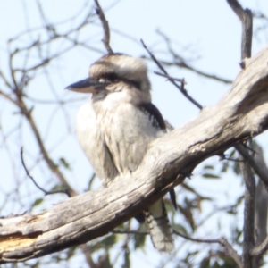 Dacelo novaeguineae at Deakin, ACT - 28 May 2018 11:54 AM